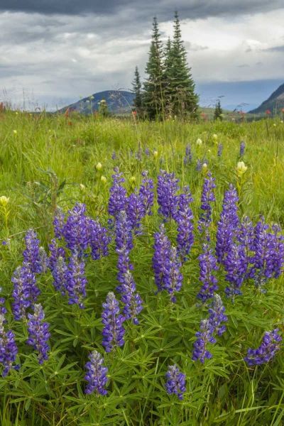 Colorado, Gunnison NF Lupine in mountain meadow